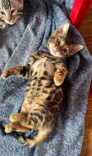 Photo №1. bengal - à vendre en ville de Beilnngries | 350€ | Annonce № 153481