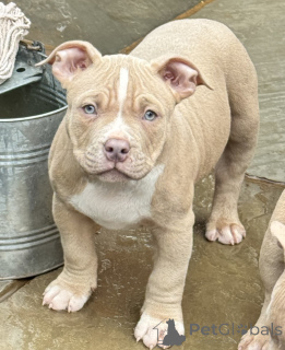 Photo №1. bouledogue américain - à vendre en ville de Enköping | négocié | Annonce №169675