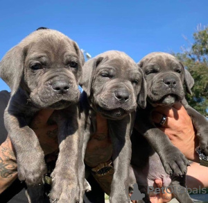 Photo №1. cane corso - à vendre en ville de Fairfax | 946€ | Annonce №123030