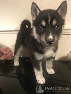 Photo №1. malamute de l'alaska - à vendre en ville de Berlin | 300€ | Annonce №70862