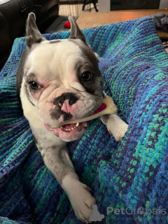 Photo №3. Bulldog français. USA