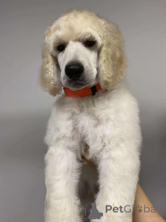 Photo №1. caniche royale - à vendre en ville de Nekla | 2000€ | Annonce №143469