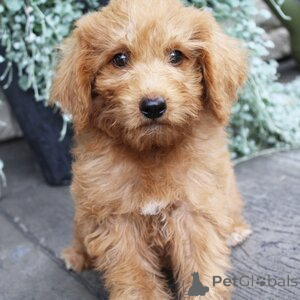 Photo №1. labradoodle - à vendre en ville de Ansbach | 300€ | Annonce №151403