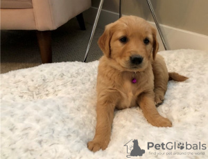 Photo №1. golden retriever - à vendre en ville de Texas City | 473€ | Annonce №56558