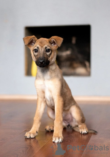 Photo №1. chien bâtard - à vendre en ville de Москва | Gratuit | Annonce №81431