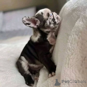 Photo №1.  - à vendre en ville de Hamilton | 823€ | Annonce №163566