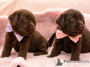 Photo №3. Chiots Labrador brun chocolat. Serbie