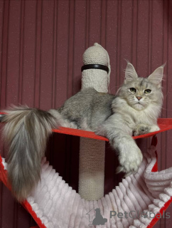 Photo №3. Maine coon. La Grande-Bretagne
