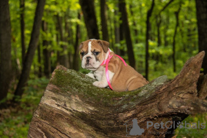 Photo №2 de l'annonce № 11592 de la vente bulldog anglais - acheter à Fédération de Russie annonce privée