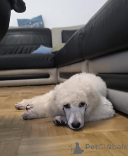 Photo №4. Je vais vendre caniche royale en ville de Belgrade. éleveur - prix - 1200€