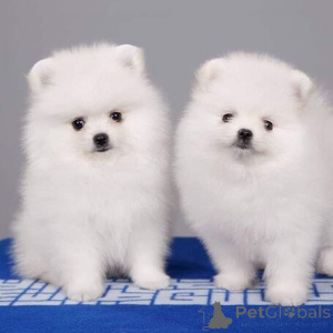 Photo №2 de l'annonce № 115913 de la vente spitz nain - acheter à Allemagne éleveur