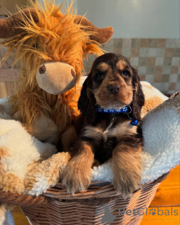 Photo №3. Rencontrez Léo le petit lion au cœur plein d'amour et aux yeux pleins de malice. La finlande