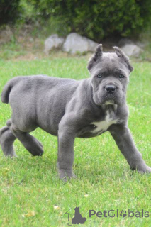Photo №4. Je vais vendre cane corso en ville de Obrénovac.  - prix - négocié