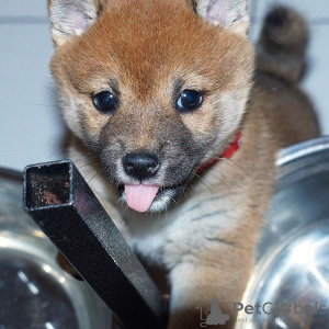 Photo №3. Puhdasrotuisia shiba inu pentuja. La finlande