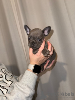 Photo №2 de l'annonce № 132699 de la vente bouledogue - acheter à Allemagne annonce privée