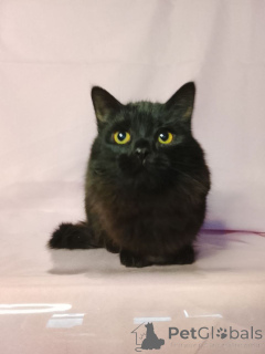 Photo №2 de l'annonce № 160285 de la vente  - acheter à Fédération de Russie annonce privée