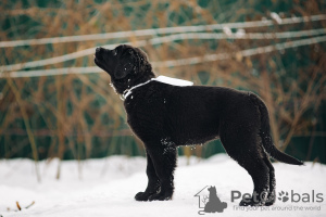 Photo №2 de l'annonce № 37069 de la vente buryat wolfhound mongol - acheter à Fédération de Russie de la fourrière, éleveur