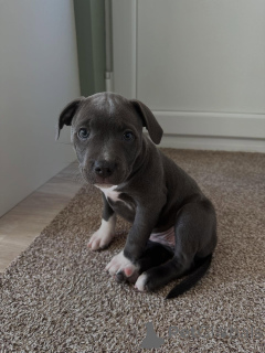 Photo №1. staffordshire bull terrier - à vendre en ville de Dijon | négocié | Annonce №163887