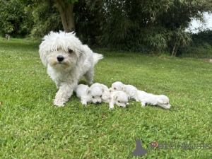 Photo №3. Bébé chiot bichon maltais pour adoption. Belgique