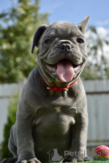 Photos supplémentaires: Chiots bouledogue français