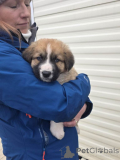 Photo №4. Je vais vendre alano espagnol en ville de Belfast.  - prix - 380€