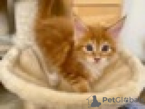 Photo №1. maine coon - à vendre en ville de Гриндельвальд | Gratuit | Annonce № 129218