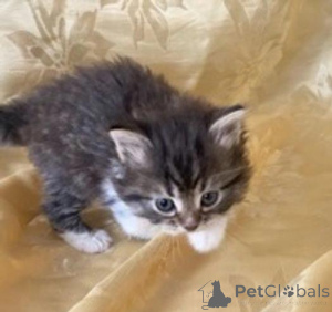 Photo №3. Adorables chatons sibériensBusiness Whatsapp 12295825241. La finlande