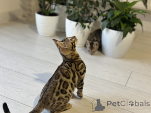 Photo №1. bengal - à vendre en ville de Антверпен | négocié | Annonce № 100956