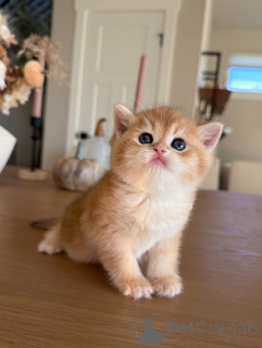 Photo №3. Pattes douces, esprit brillant.. France