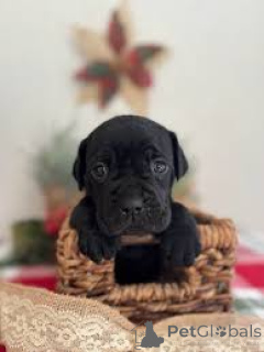 Photo №2 de l'annonce № 163874 de la vente cane corso - acheter à Pays Bas annonce privée, éleveur