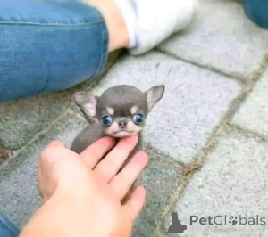 Photo №3. Les chiots Chihuahua sont maintenant disponibles  Business WhatsApp447400576553. La finlande