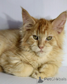 Photo №1. maine coon - à vendre en ville de Degernes | négocié | Annonce № 156248
