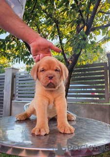 Photo №2 de l'annonce № 114683 de la vente dogue de bordeaux - acheter à Serbie 