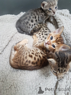 Photo №2 de l'annonce № 135282 de la vente savannah - acheter à République Tchèque 