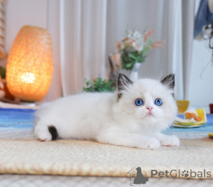 Photo №1. ragdoll - à vendre en ville de Vienne | 250€ | Annonce № 155604