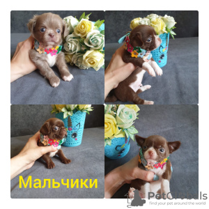 Photo №2 de l'annonce № 51684 de la vente chihuahua - acheter à Fédération de Russie annonce privée