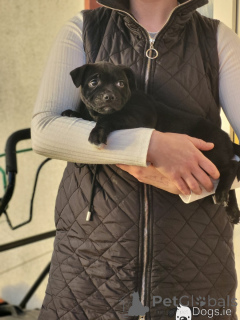 Photo №1. staffordshire bull terrier - à vendre en ville de Etterbek | 620€ | Annonce №172206