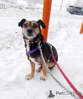 Photo №3. Un petit chien fragile cherche un foyer. Fédération de Russie