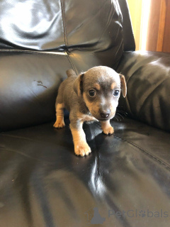 Photo №2 de l'annonce № 168383 de la vente jack russell terrier - acheter à Suède annonce privée, éleveur