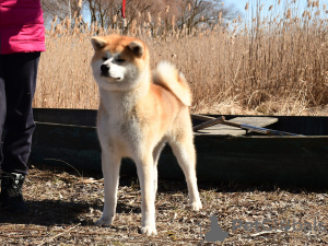 Photo №1. akita (chien) - à vendre en ville de Cherkassky Bishkin | 845€ | Annonce №18297
