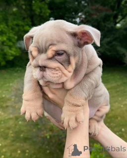 Photo №1.  - à vendre en ville de Kiev | 531€ | Annonce №142156