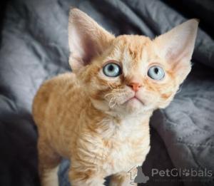 Photo №1. devon rex - à vendre en ville de Augsbourg | 900€ | Annonce № 160323
