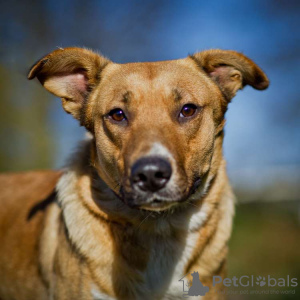 Photo №1. chien bâtard - à vendre en ville de Москва | Gratuit | Annonce №51559