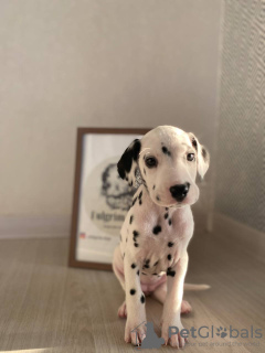 Photo №3. Dalmatiens tachetés de l'élevage d'élite FULGRIM Dogs. Pologne