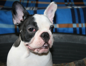 Photo №3. À vendre. Bouledogue français. Fédération de Russie