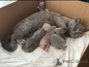 Photo №1. british shorthair - à vendre en ville de Deutsch-wagram | 400€ | Annonce № 174320