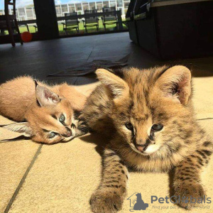 Photo №3. serval,caracal,savannah. Australie