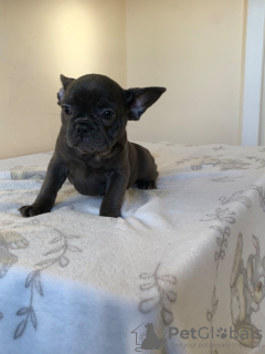 Photo №4. Je vais vendre bouledogue en ville de Berlin. annonce privée, éleveur - prix - 400€