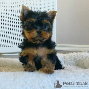 Photo №4. Je vais vendre yorkshire terrier en ville de Франкфурт-на-Майне. annonce privée - prix - 329€