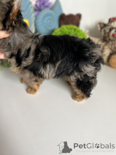 Photo №2 de l'annonce № 164795 de la vente yorkshire terrier - acheter à Allemagne annonce privée, de l'abri